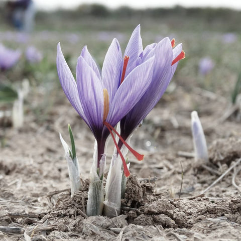 flor de azafrán, cultivos ecológicos frisafran  